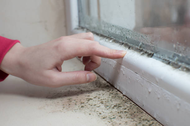 Best Post-Construction Mold Inspection  in , CT