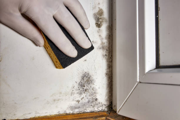 Best Airborne Mold Testing  in , CT