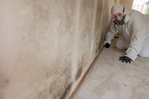 Best Emergency Mold Remediation  in , CT