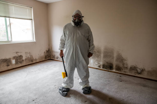 Best Mold Damage Restoration  in , CT